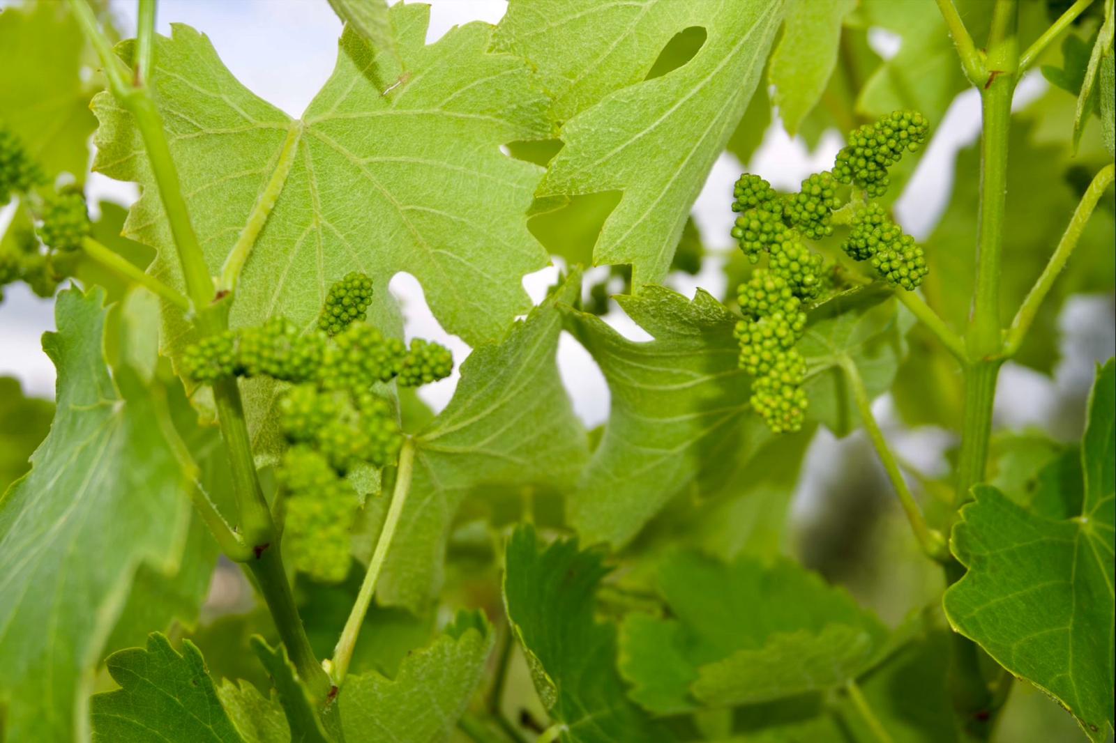 Dettaglio di grappoli verdi e foglie di vite