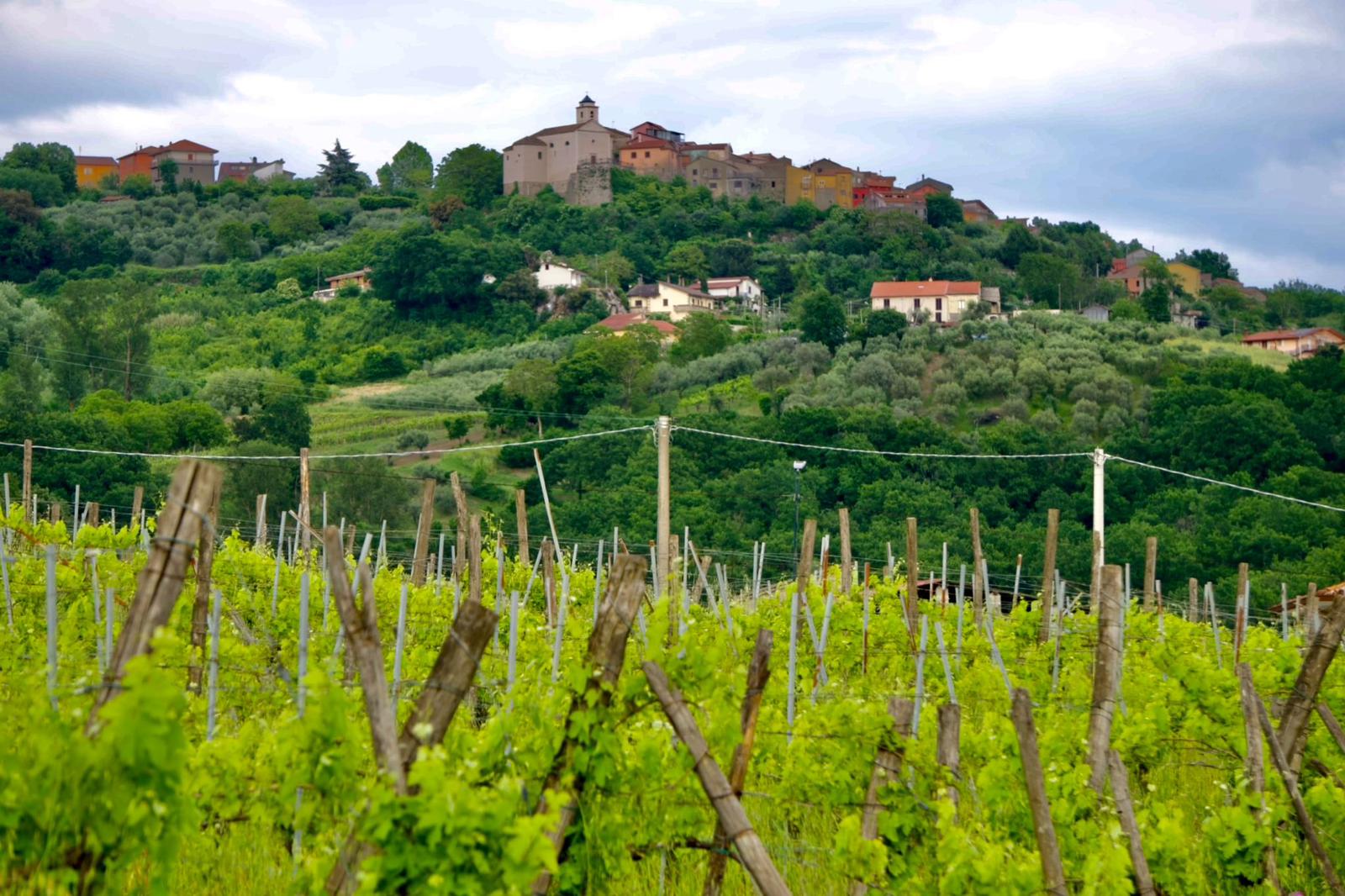 Filari di Aglianico con le colline irpine sullo sfondo