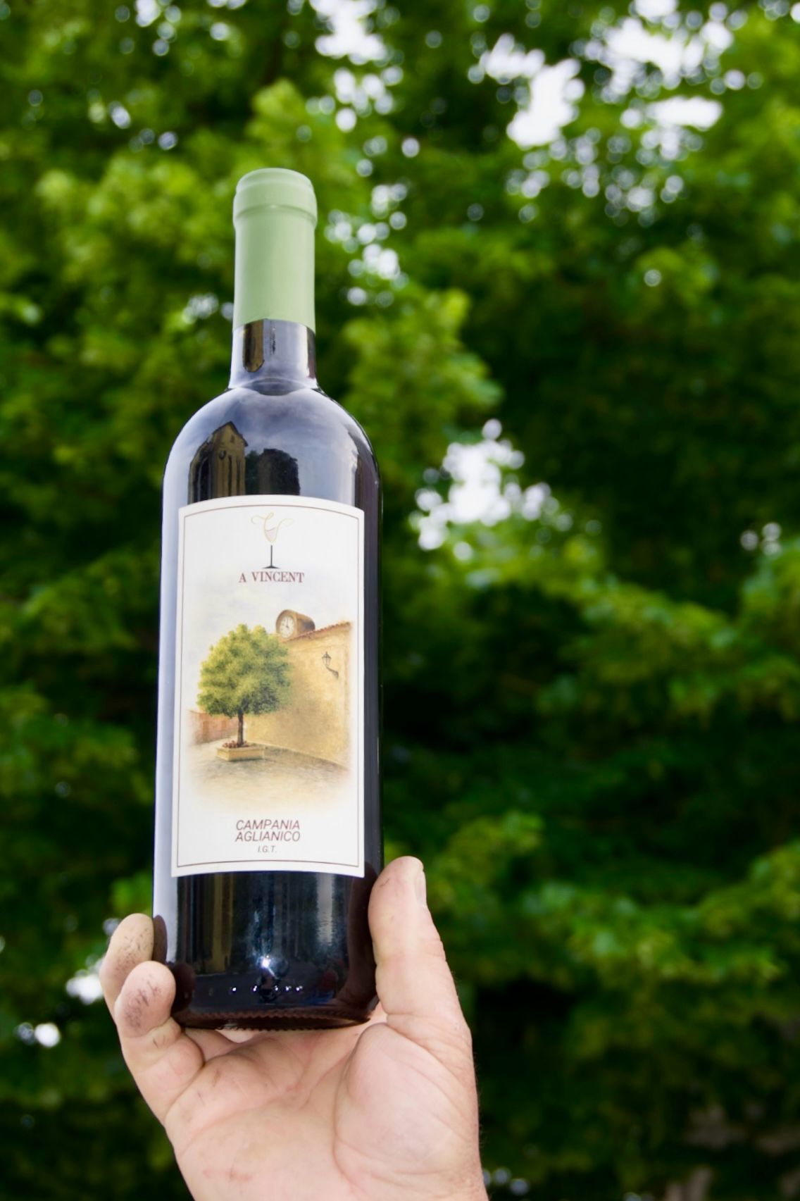 Bottiglia A Vincent tenuta in mano davanti al verde