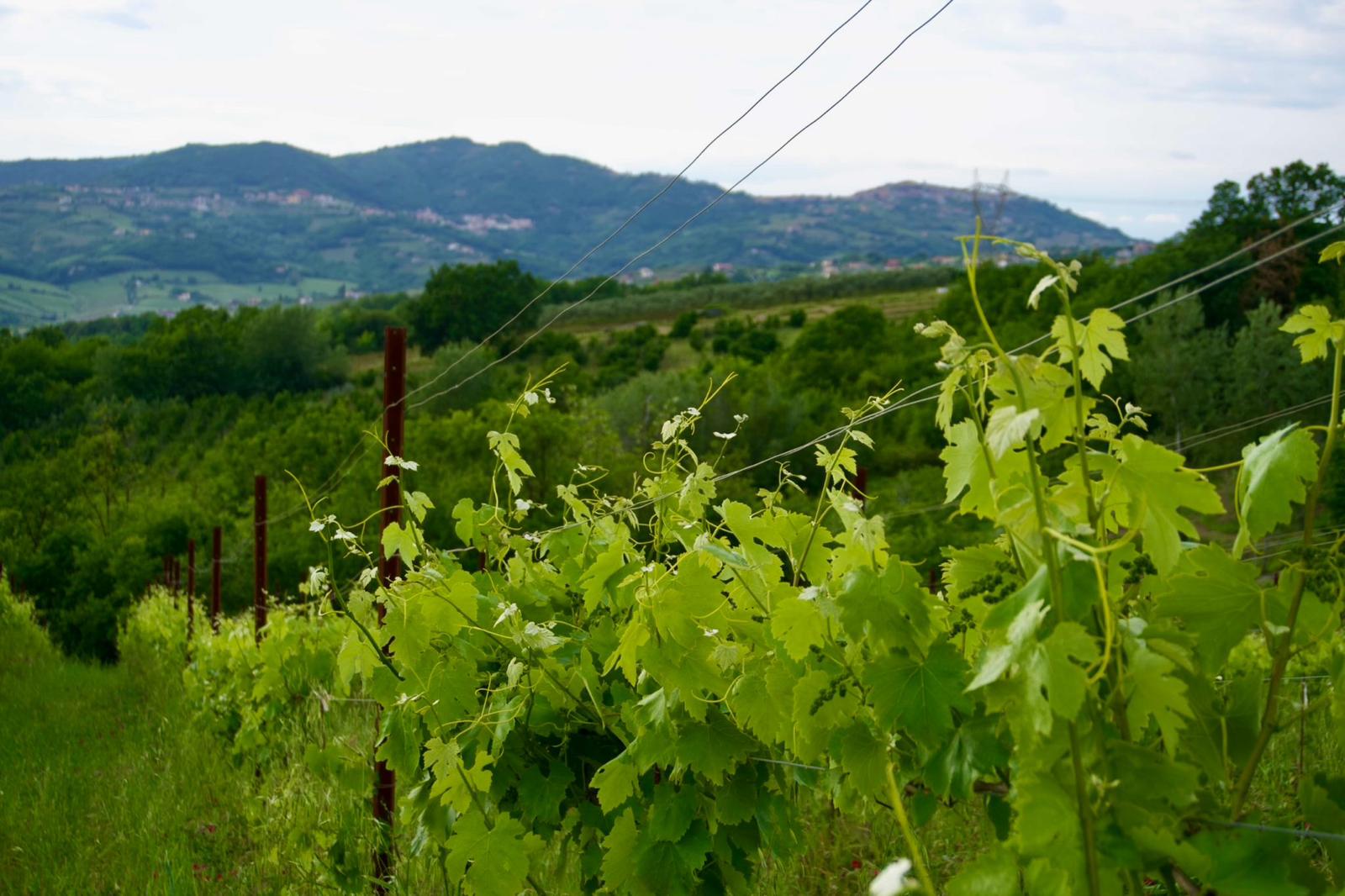 Vigneti di Montaperto con il borgo sullo sfondo