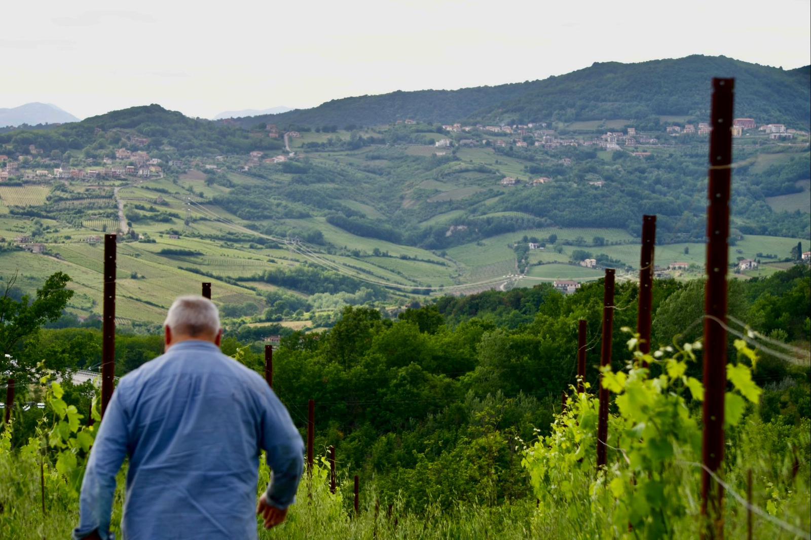 Uomo che cammina tra i filari con le colline irpine davanti
